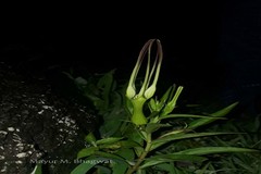Ceropegia attenuata